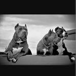 pitbulls_tagram