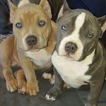 Pitbulls