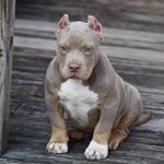 PITBULLS