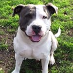 Pit Bulls Of Instagram