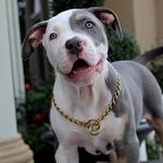 Pitbulls