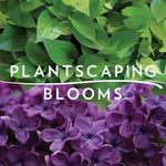 Plantscaping & Blooms