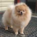 Pomeranian Feature