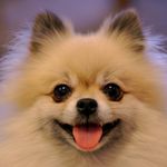 Pomeranian