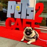 Pug Cafe