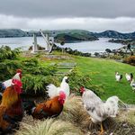 Port Chalmers & West Harbour