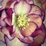 The Hellebore Specialists