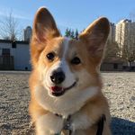 Potato The Corgi