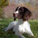 Field Bred Champion Spaniels