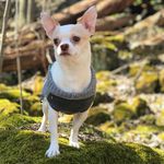 Prince D. Royal Chihuahua