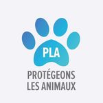 Protégeons les animaux 🐶🐱🐕🐴