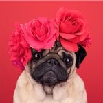 Pug Lovers World