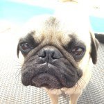 Pugs Of Instagram