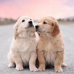 Golden Retriever | Puppies