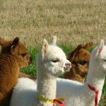 Quintessence Alpacas