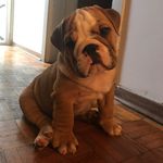 Rambo The Bulldog