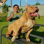 RED NORTE PIT KENNEL - RNPK