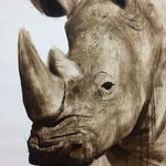 SAVE THE RHINOS