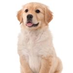 Golden Retrivers of Instagram Golden Retrivers of Instagram