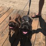 Riggs And Reagan The Frenchies