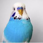 Rio the Budgerigar