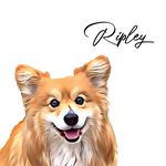 Ripley the Fluffy Corgi 🌈