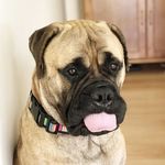 Rocco the Bullmastiff