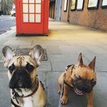 Rollo & Mochi Frenchies