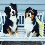 Rolo_and_Willow_TheAussies 🐾