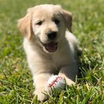 Rookie The Golden Retriever