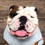 Roquefort_thebulldog