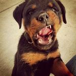 love rottweiler