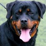 Rottweiler World