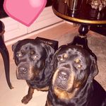 Rottweilers Jayzie & Simba