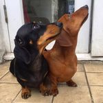 Ruby&Lola Sausage Dog Sisters