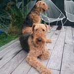 Ruby and Lucy Airedales