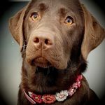 Ruby (Labrador chocolat)