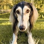 Sixten the saluki