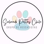 salvandopatitaschile