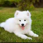 Samoyeds Of Instagram