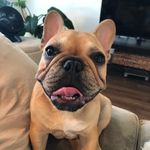 Sampson The Frenchie