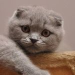 Scottish Fold