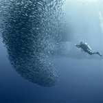 Scuba Nation Diving & Tours