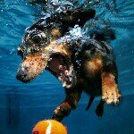 Underwater Dogs - Seth Casteel