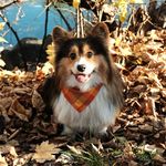 Sherlock the Fluffy Corgi