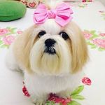 Shihtzu_mel