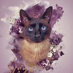 Siamese Cats Of Instagram