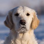 Ulrika and her Goldens