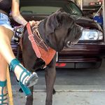 Sin City Cane Corso