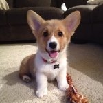 Siri the Corgi